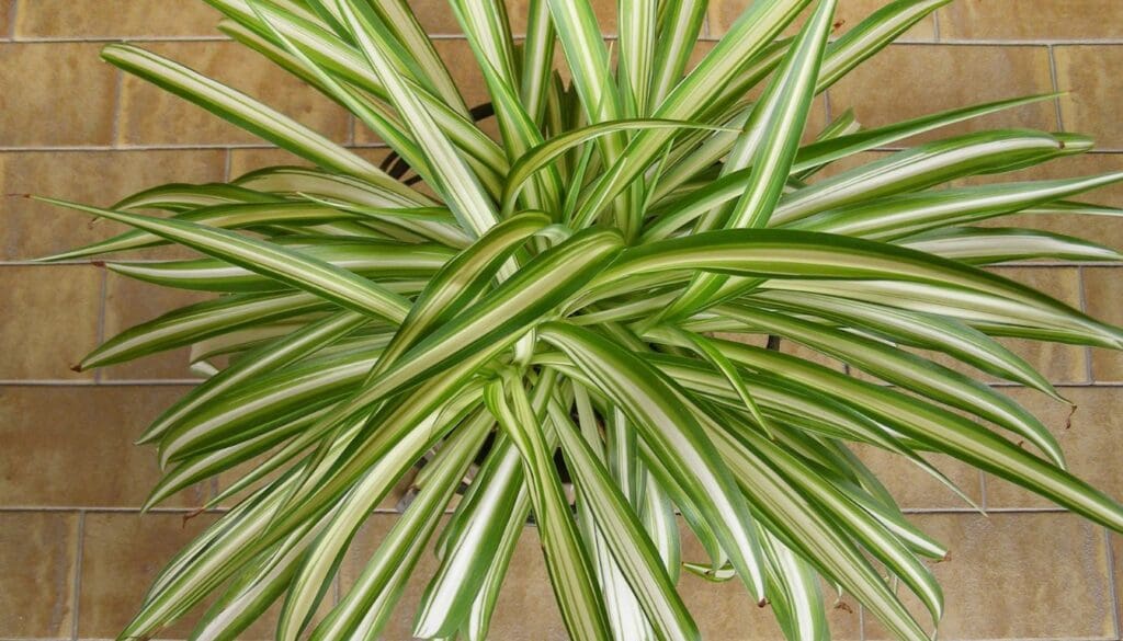 Spider plantChlorophytum comosum top view