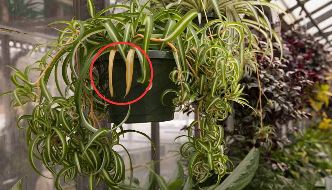 7 Reasons Why Your Spider Plant Is Turning Yellow? (+What To Do ...