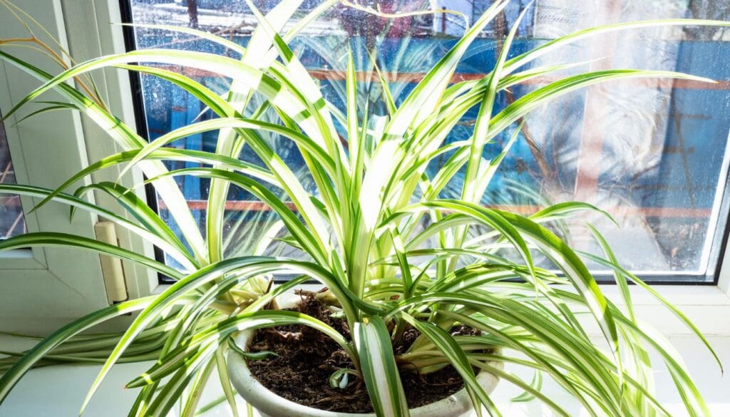 Spider plantChlorophytum comosum under direct sun