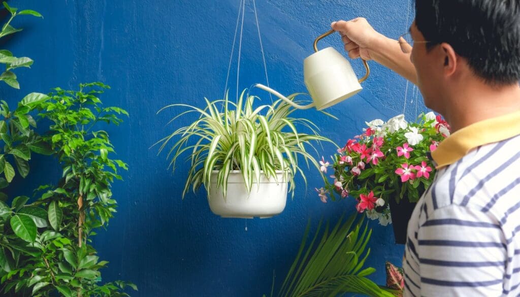Spider plantChlorophytum comosum watering