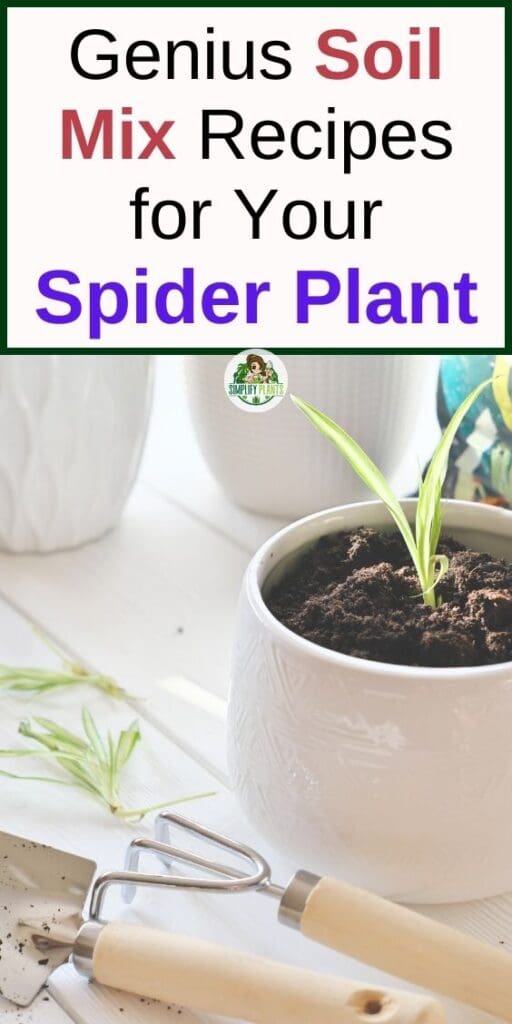 What Kind Of Soil Is Good For Spider Plant Simplify Plants