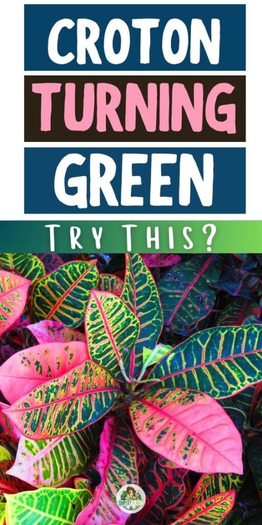 Why Is My Croton Turning Green Possible CausesHow To Fix Simplify Plants