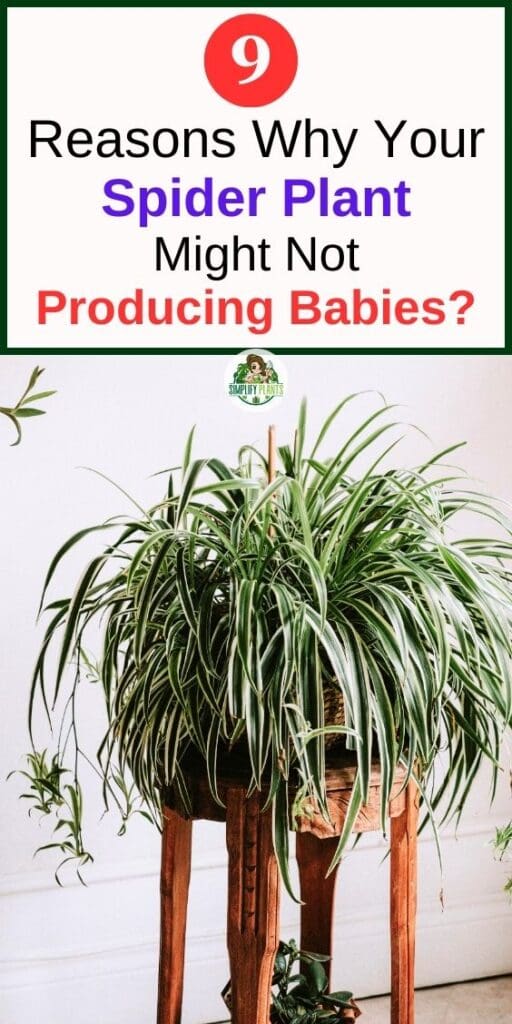 Why Is My Spider Plant Not Producing Babies What To Do Simplify Plants