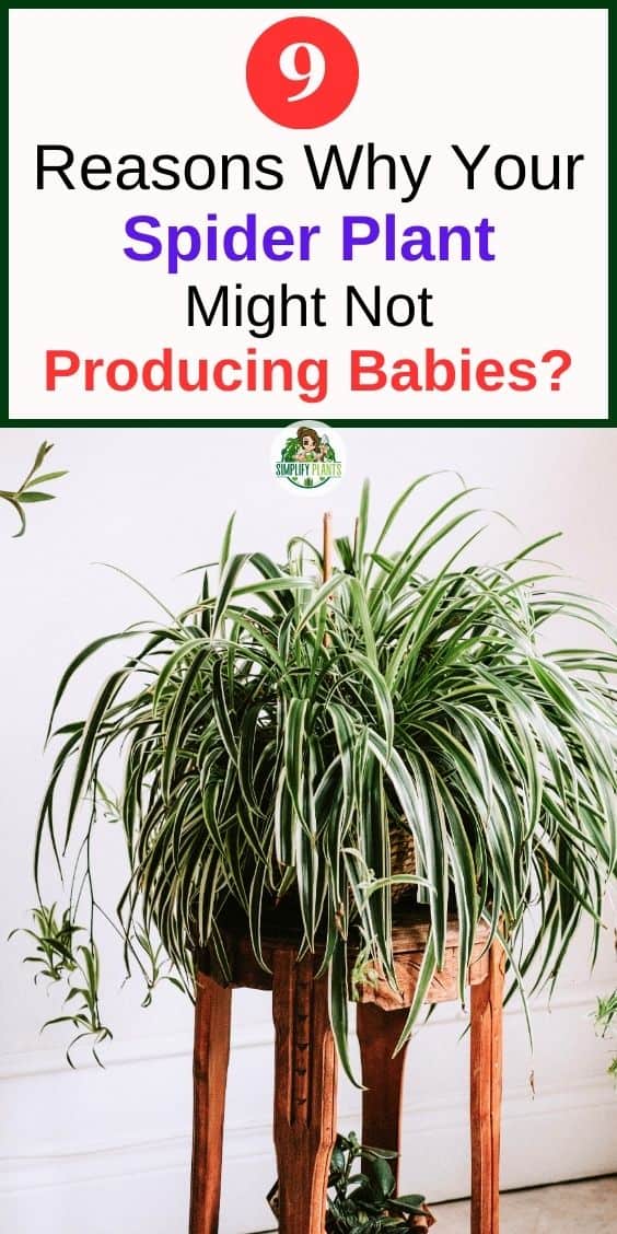 9 Reasons Why Your Spider Plant Is Not Producing Babies What To Do 9-reasons-why-your-spider-plant-is-not-producing-babies-what-to-do