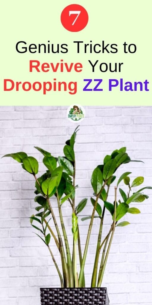 Why Is My ZZ Plant Drooping How To Save It Simplify Plants
