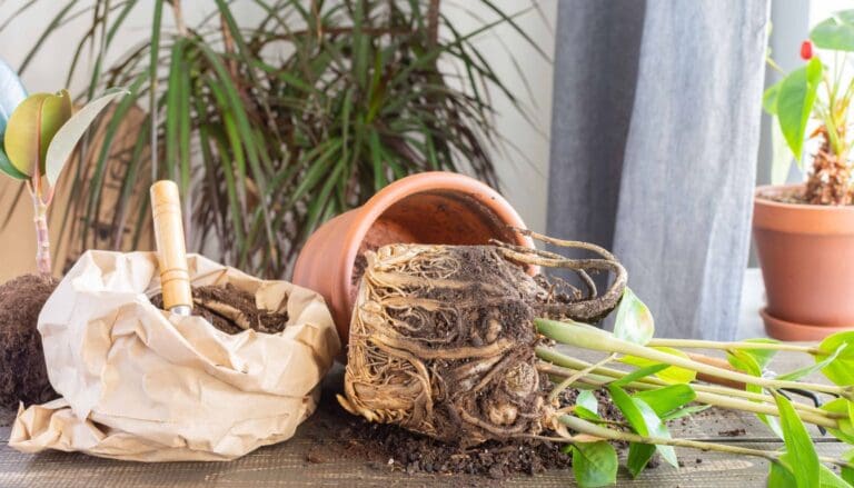 7 Signs It’s Time to Repot Your Houseplant and How to Do It Right