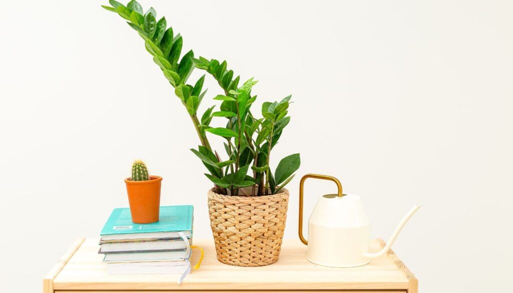 ZZ plant Zamioculcas zamiifolia 2