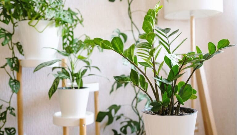 ZZ Plant Winter Care: A Complete Guide