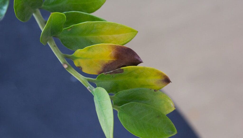ZZ plant Zamioculcas zamiifolia leaf turning brown