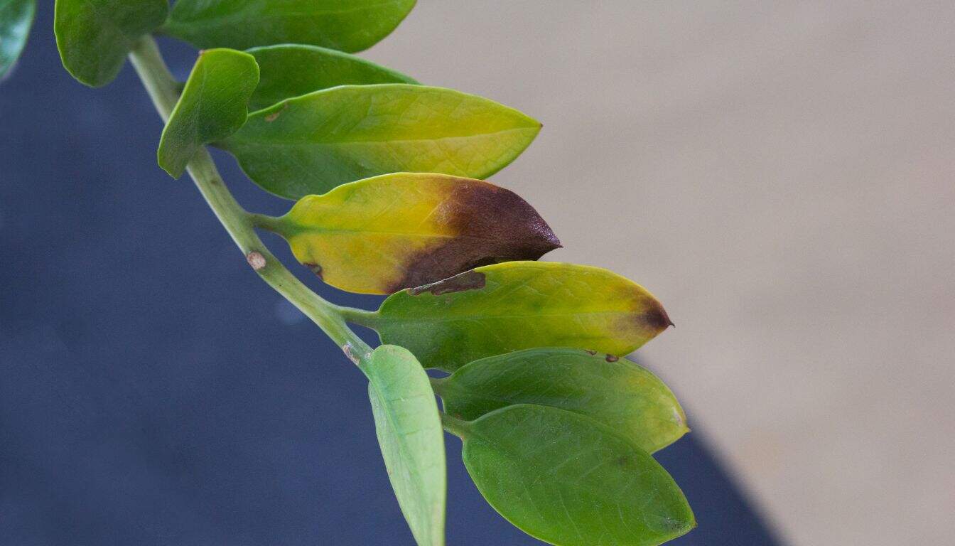 happy bean succulent 7in Long Happy Bean Succulent Pick, Case of 12  Jamali Garden