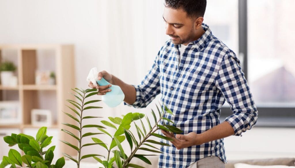 ZZ plant Zamioculcas zamiifolia misting