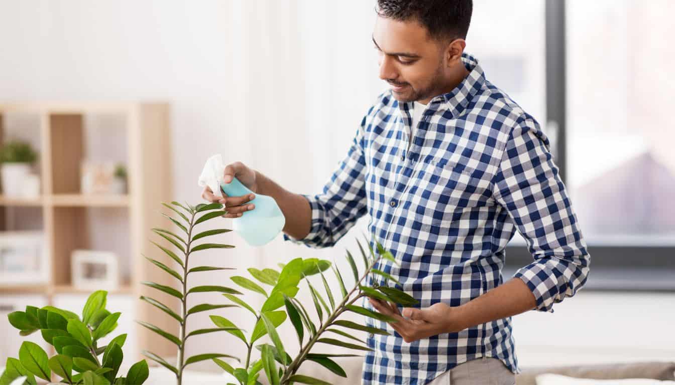 Does ZZ Plant Need Misting? (+Humidity Requirement) » Simplify Plants