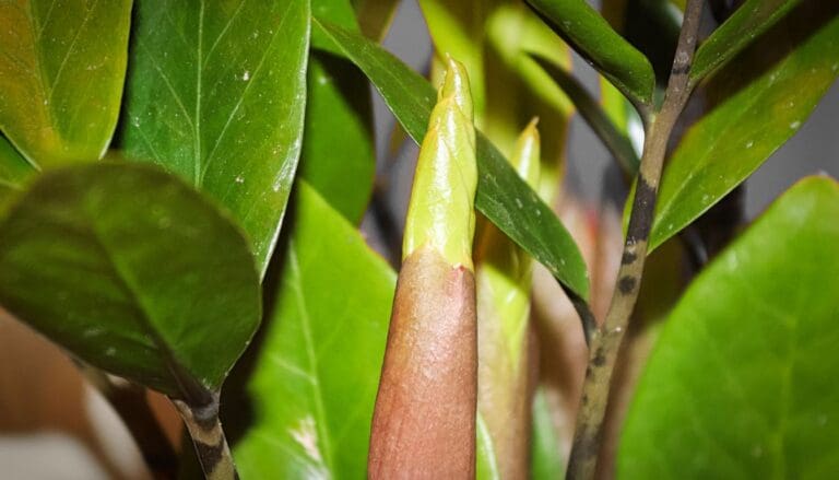 Black/Brown Spots On My ZZ Plant Stem: Causes+Fix