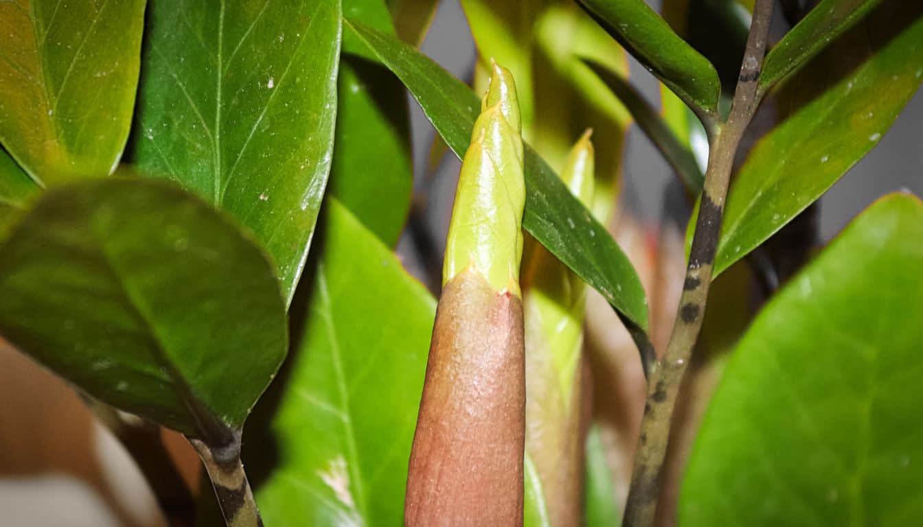 bantels sensation snake plant Sansevieria Bantel's Sensation – Desert Rose Cactus Lounge main image 1