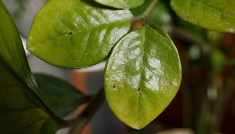 Do ZZ Plants Get Bugs? (Common bugs+How To Get Rid)