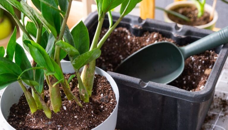 Best Soil For ZZ Plant: Commercial & D.I.Y Mix