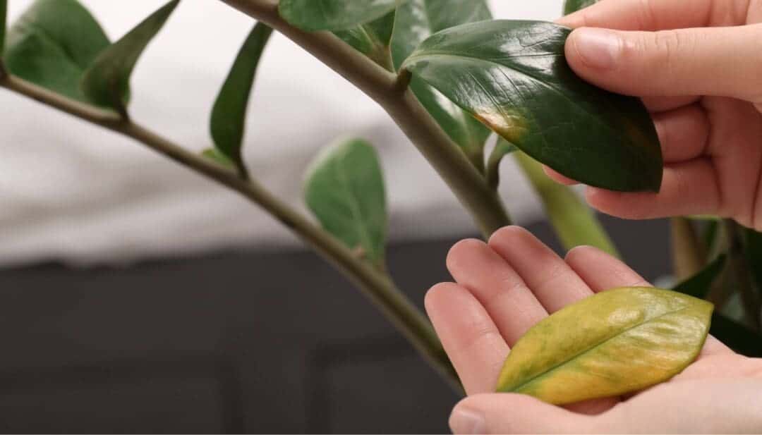 How To Fix A Leggy ZZ Plant? (5 Causes & What To Do) » Simplify Plants