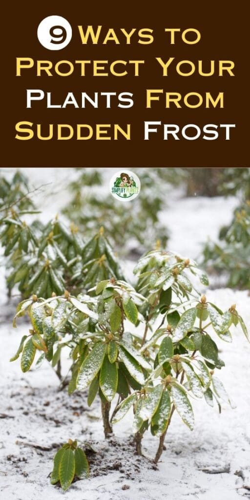 9 Ways to Protect Your Plants From Sudden Frost