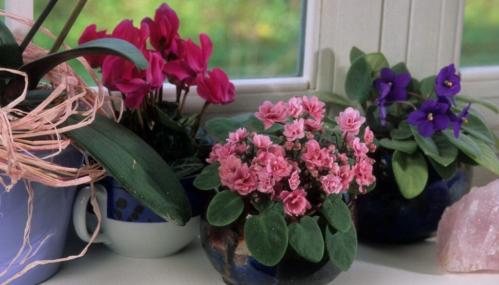 African violet