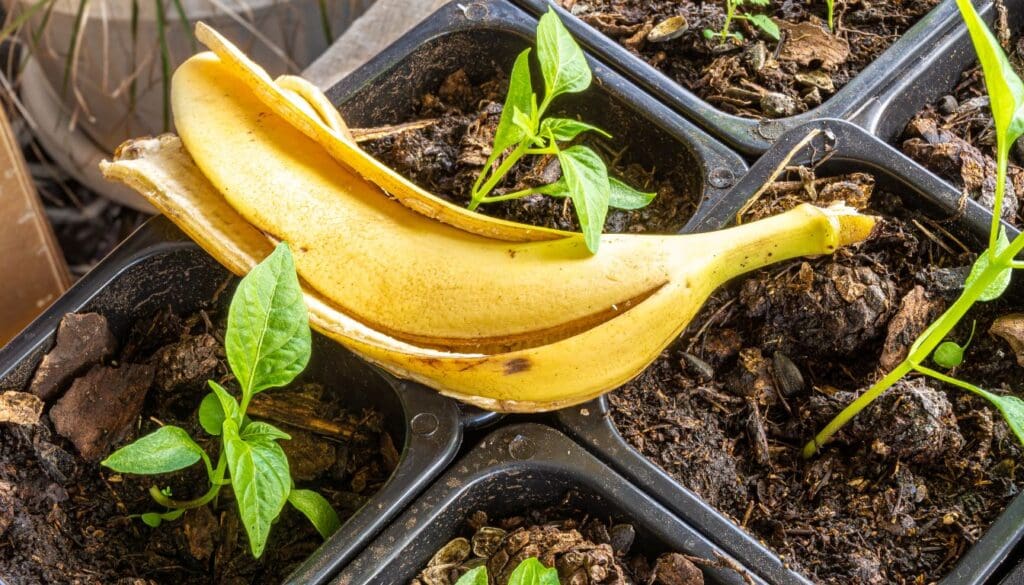 Banana peel fertilizer