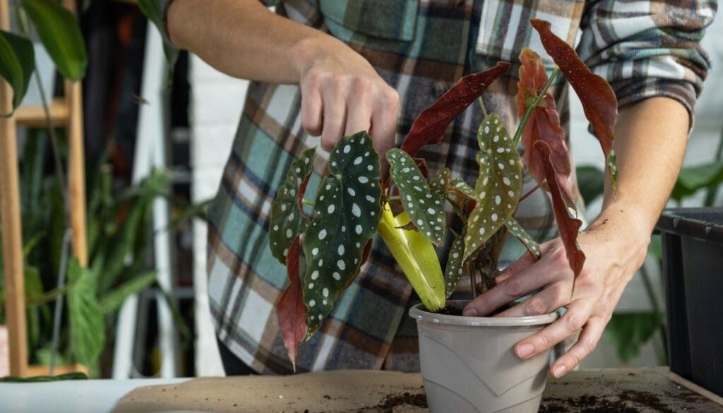 Begonia MaculataPolka Dot Begonia Plant 6