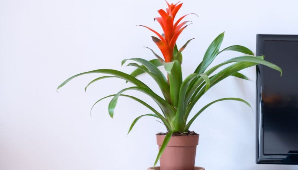 Bromeliad
