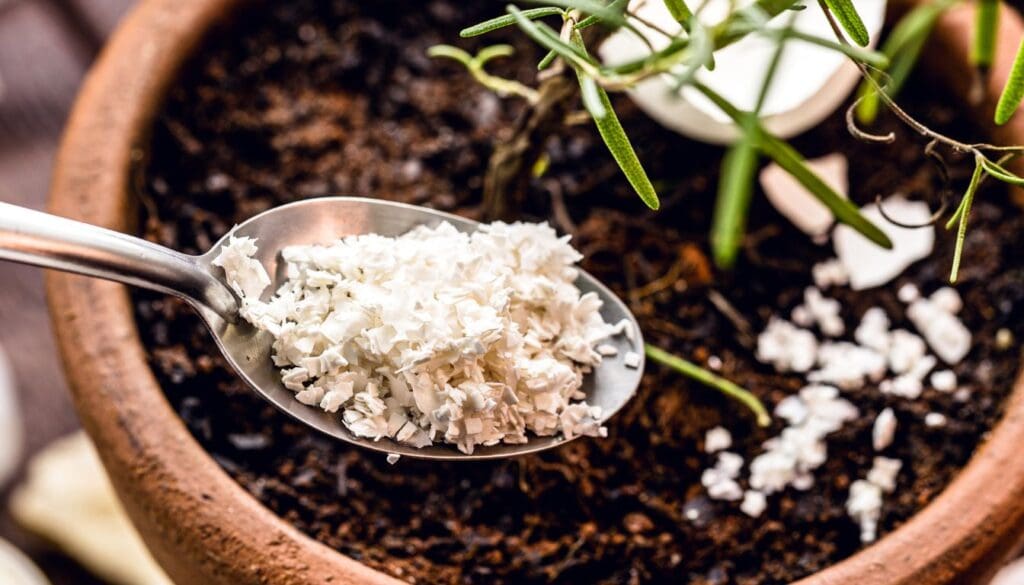 Crushed eggshell as fertilizer