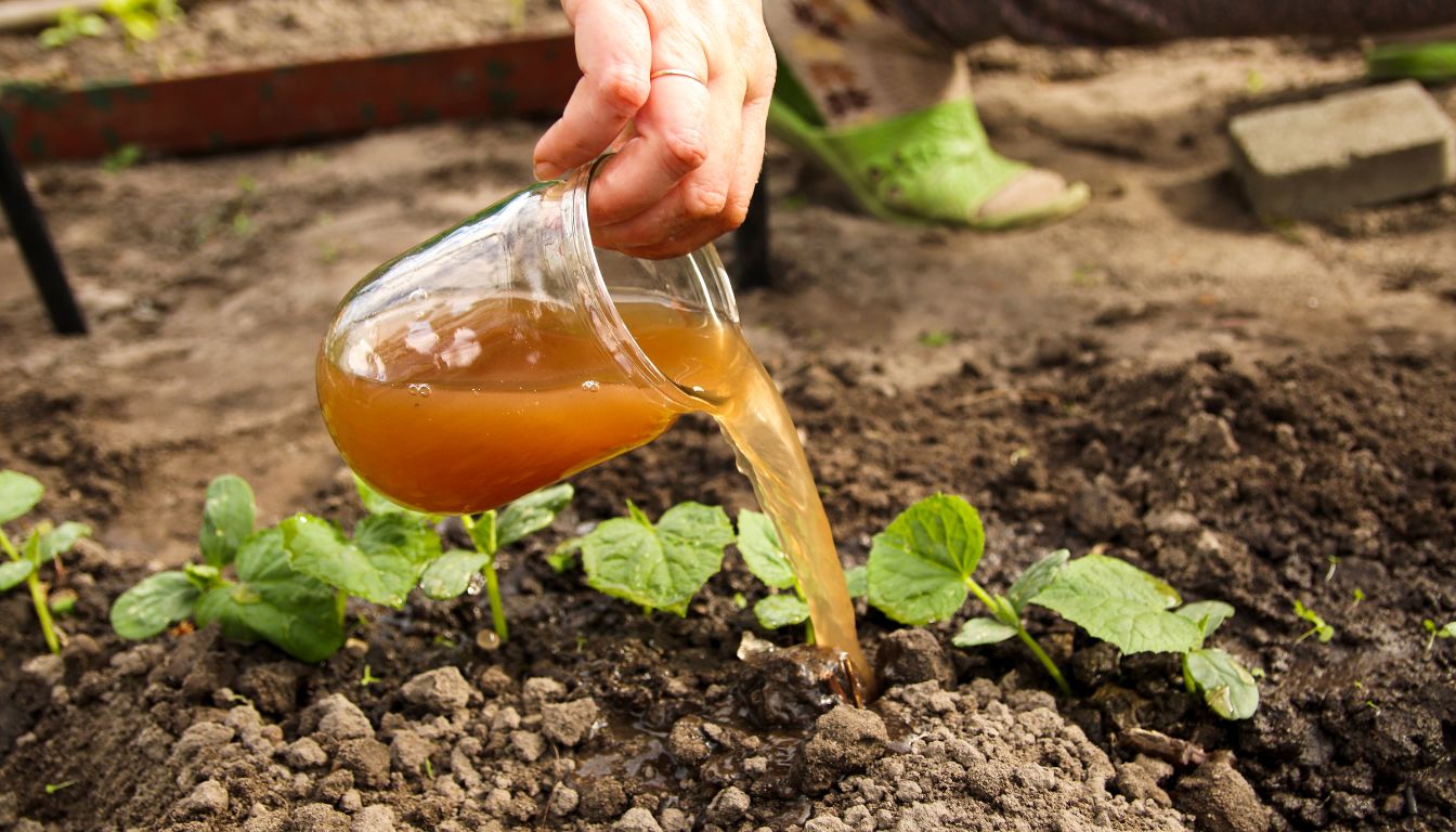 Homemade Liquid Fertilizer 2