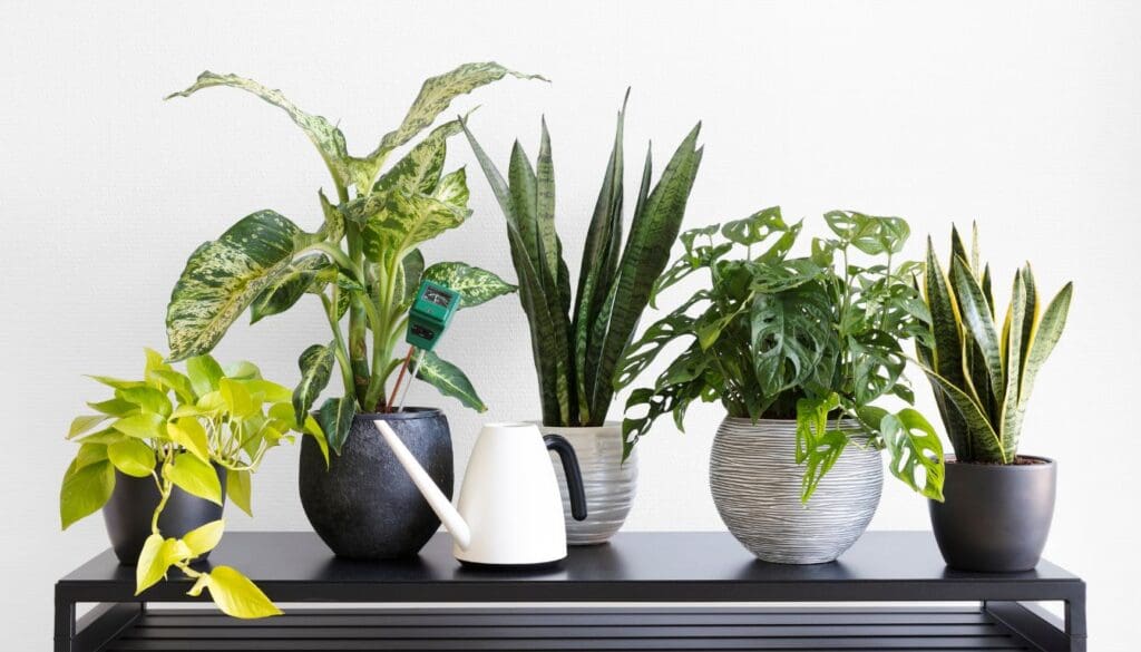 Low Light Houseplant