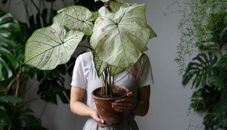 4 Signs It’s Time to Bring Your Plants Indoors