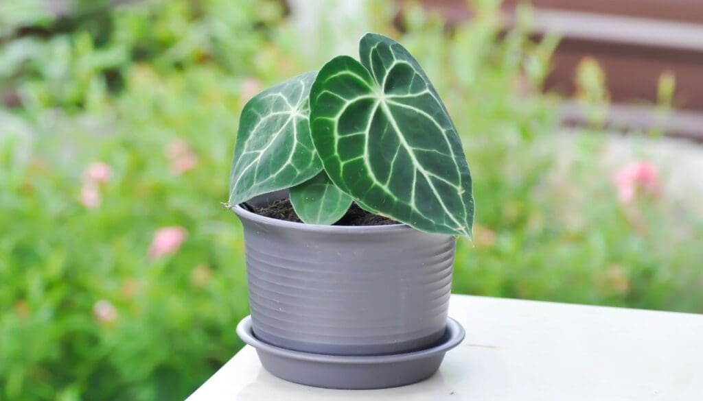 Moving Plants Outdoors 3