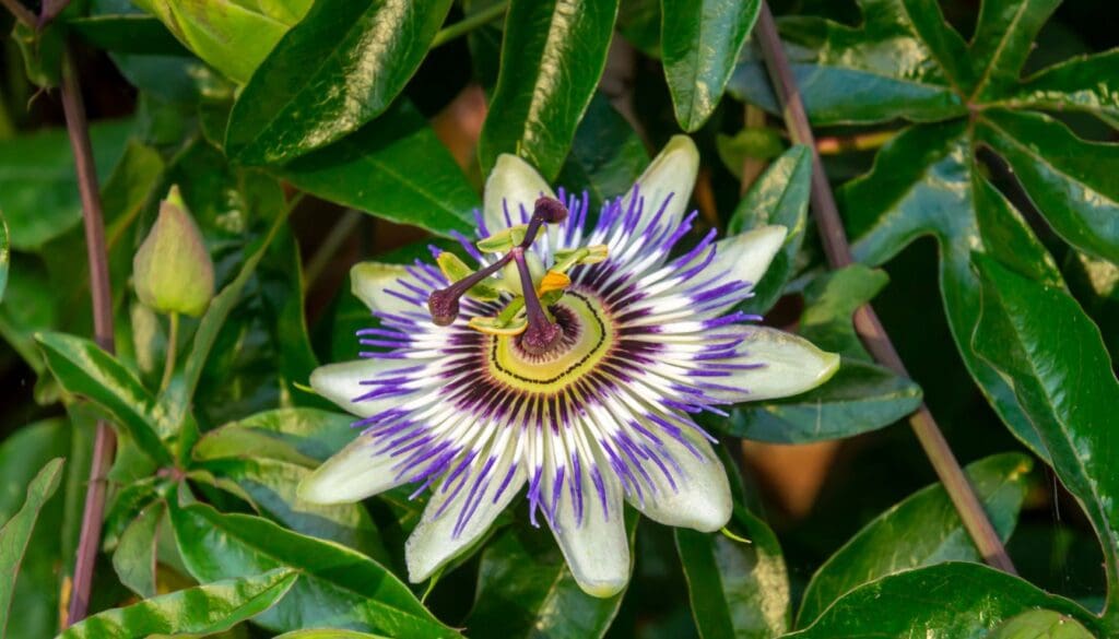 Passion Flower