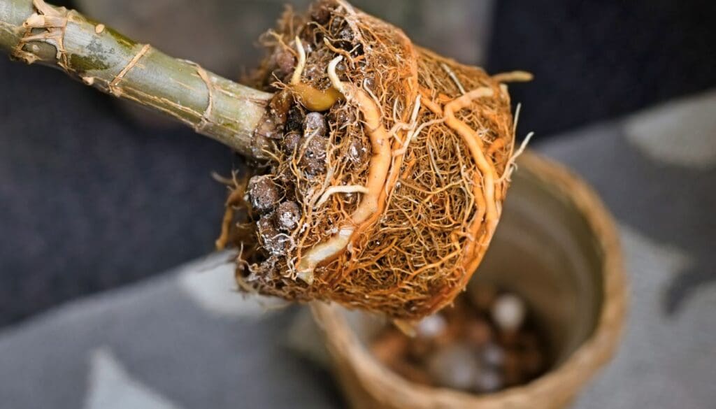 Rootbound plant
