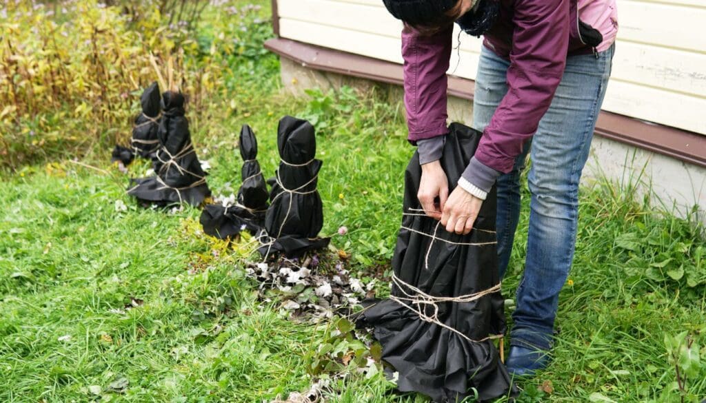 Tie up plants to protect from frost