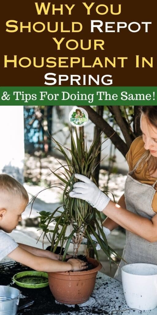 Why You Should Repot Your Houseplant In Spring Tips For Doing The Same
