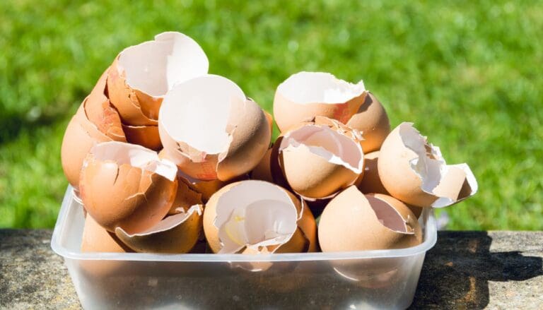 7 Uses for Eggshells in the Garden With Amazing Benefits!