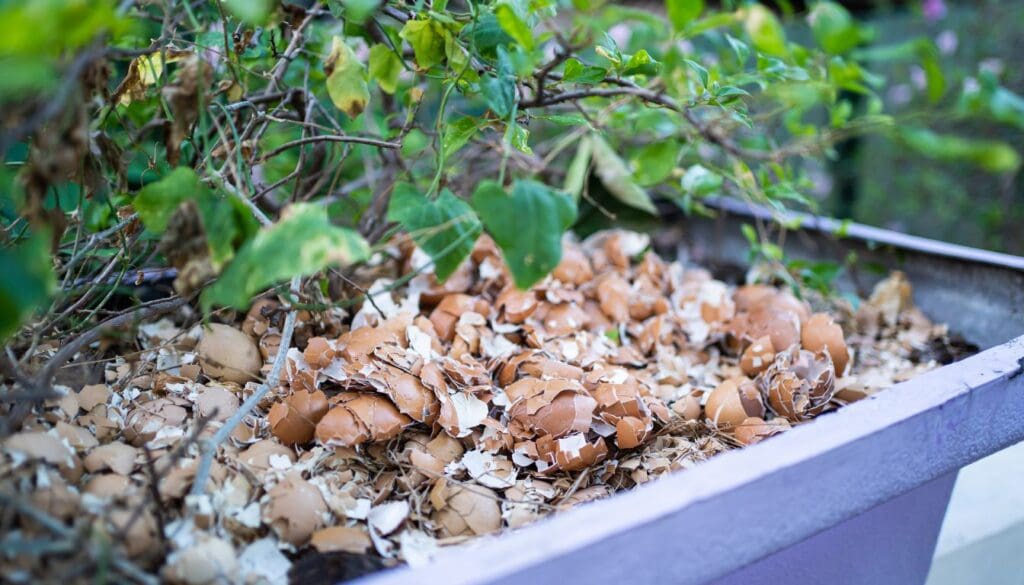 eggshell mulch