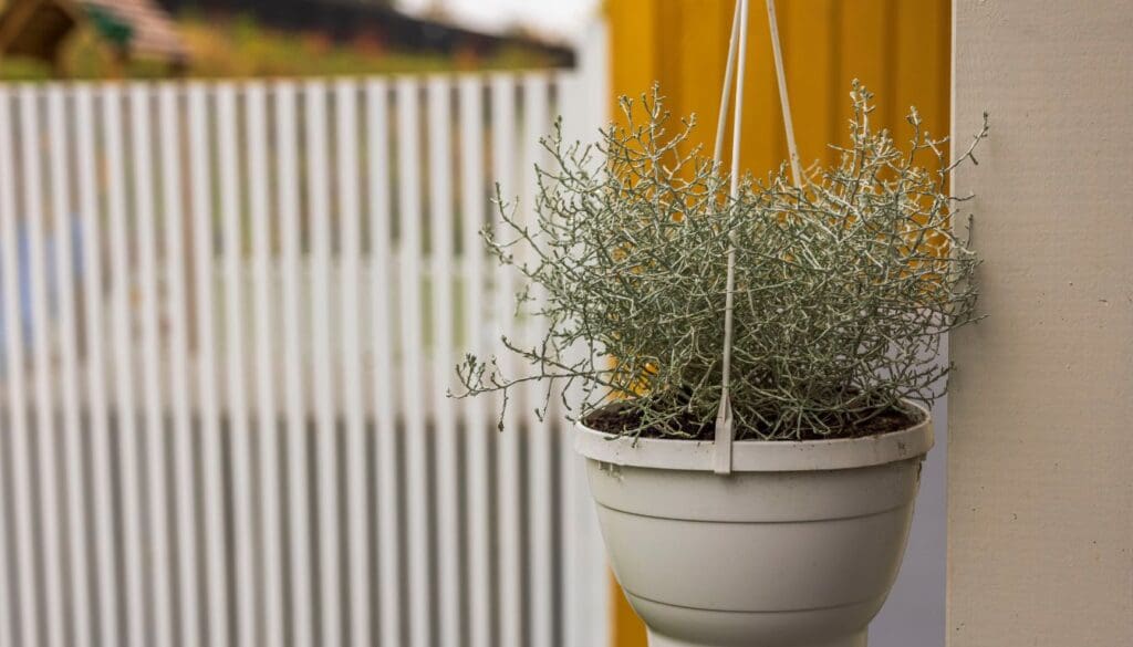 frost resistant plant
