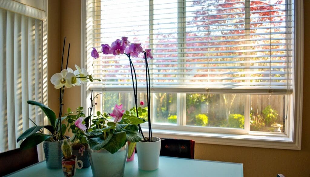 indoor flowering plant