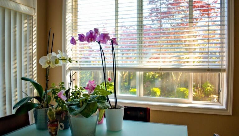 Top 10 Craziest Flowering Houseplants from Tropical Regions!