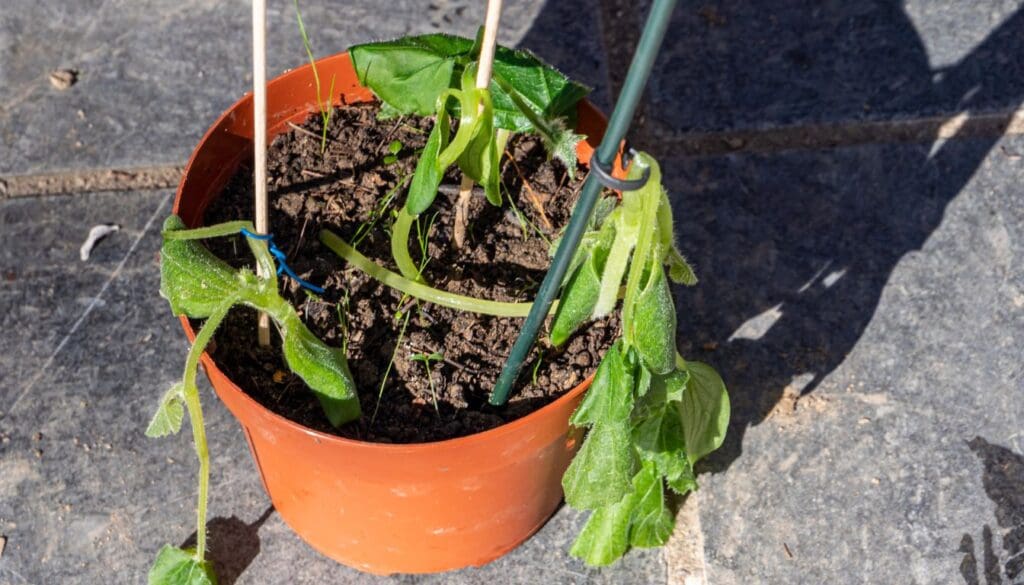 plant after frost damage