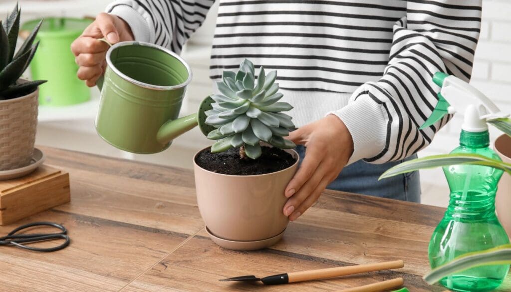 repotting houseplant