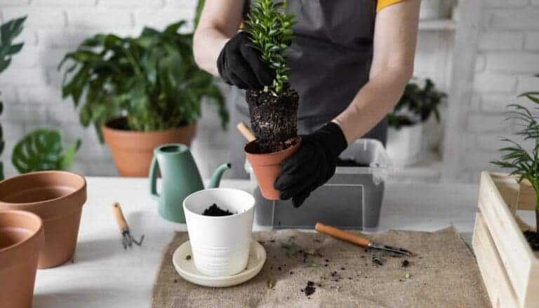 4 Things to Know Before Repotting Plants in Cold Months