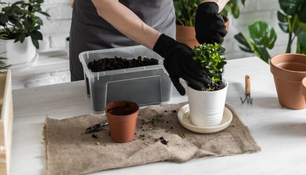 repotting houseplant 6