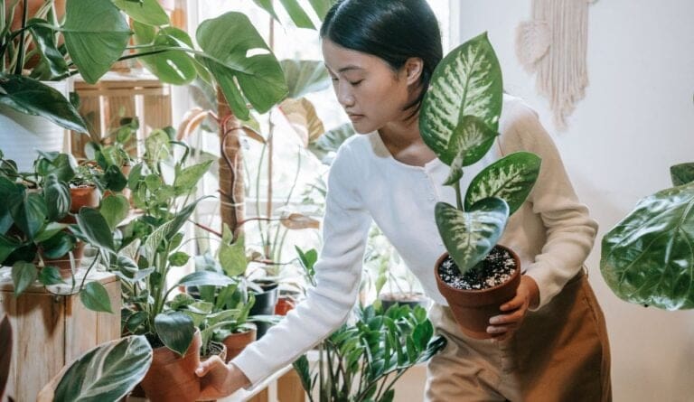 Houseplant Arrangements Ideas: Transform Your Space with These Creative Tips!