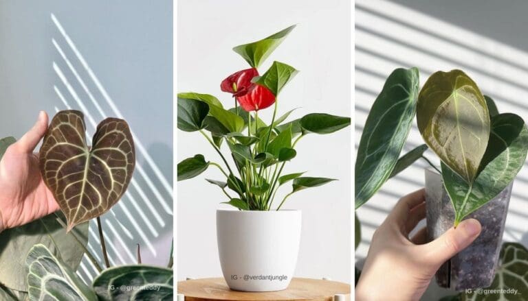 Anthurium Plant Care Guide: Tips for Lush, Long-Lasting Blooms!