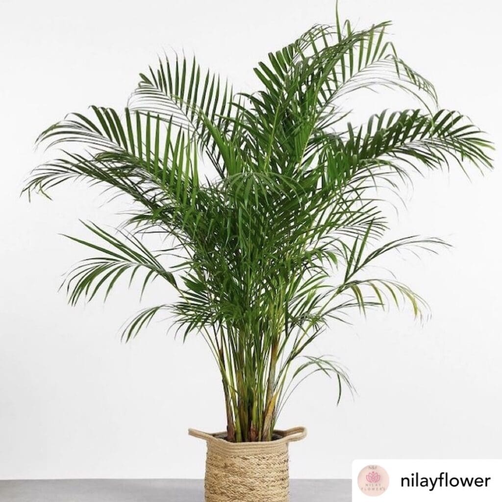 Areca Palm Care Guide 4