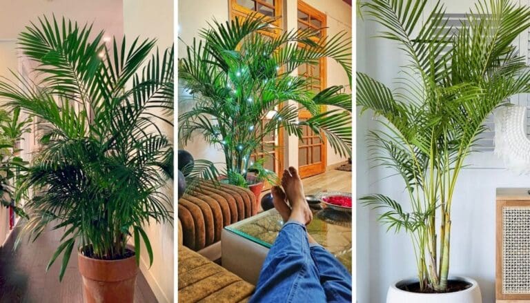 Areca Palm Care Guide: Effortless Tips for a Healthy Plant!