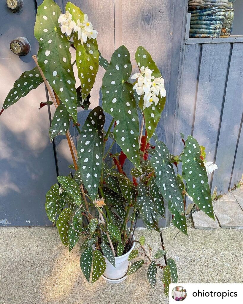 Begonia MaculataPolka Dot Begonia Plant 5 20240504 084538