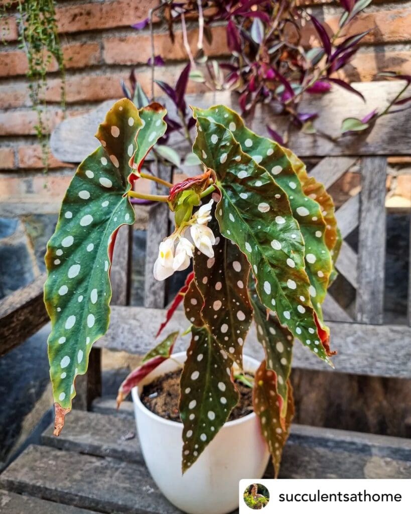 Begonia MaculataPolka Dot Begonia Plant 6 20240504 084542